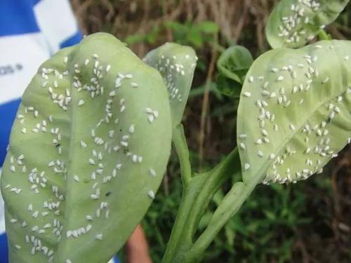 盆栽花卉病蟲(chóng)害的巧妙防治